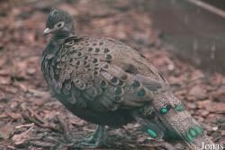 Polyplectron malacense