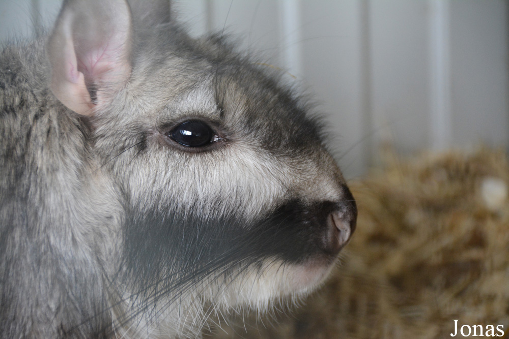 Dierenpark Zie-Zoo