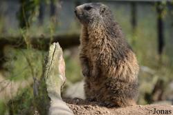 Dierenpark Zie-Zoo