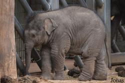 DierenPark Amersfoort