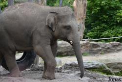 DierenPark Amersfoort