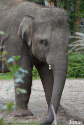 DierenPark Amersfoort