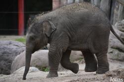 DierenPark Amersfoort