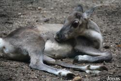 Burgers' Zoo