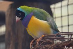 Chloebia gouldiae