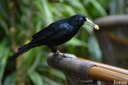 Cacicus haemorrhous