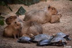 Burgers' Zoo
