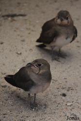 Vogelpark Ruinen
