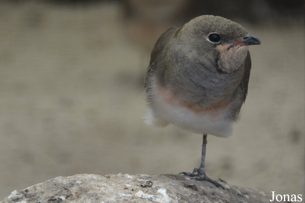 Vogelpark Ruinen