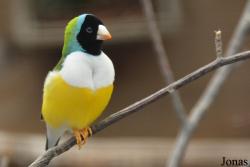 Vogelpark Ruinen
