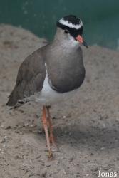 Vogelpark Ruinen
