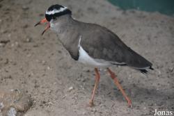 Vogelpark Ruinen