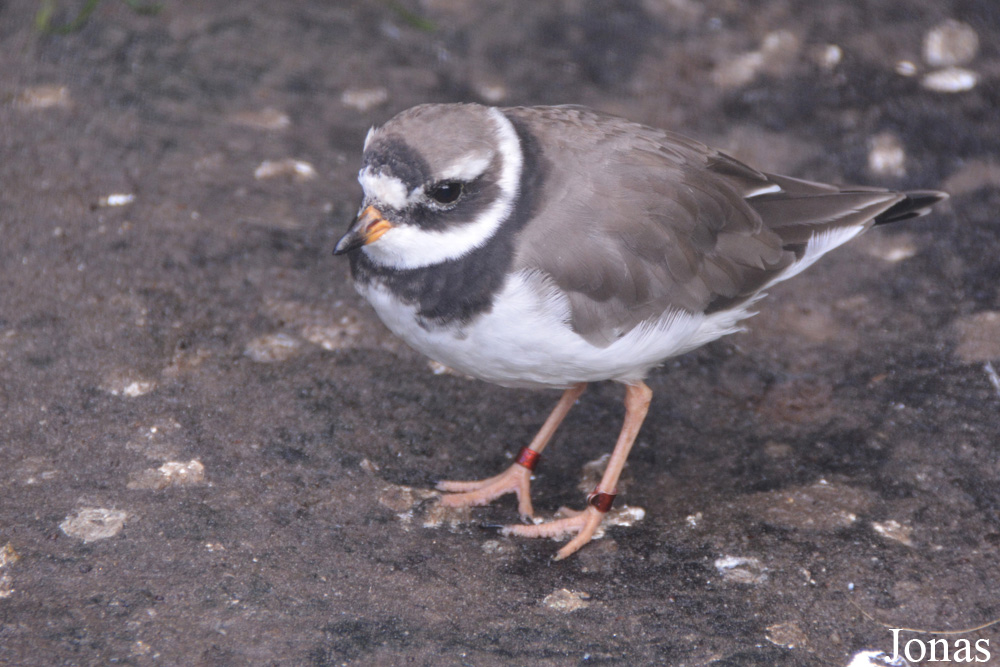 Vogelpark Ruinen