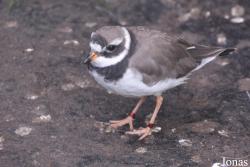 Vogelpark Ruinen