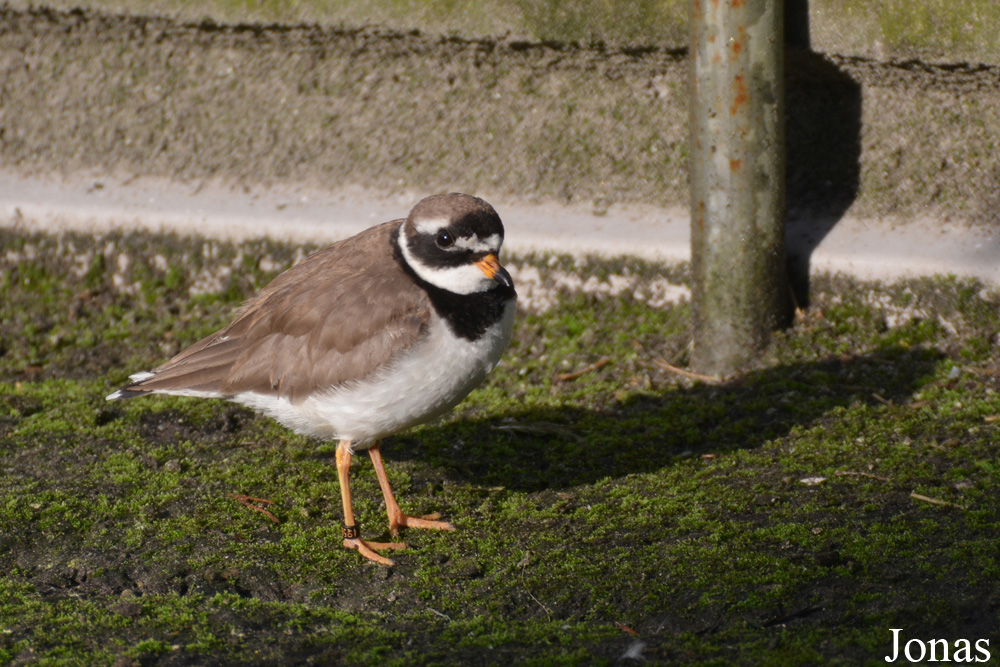 Vogelpark Ruinen