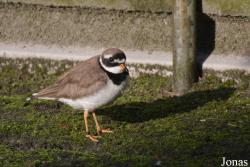 Vogelpark Ruinen