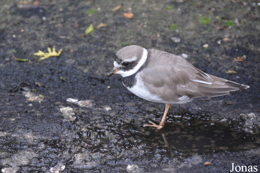 Vogelpark Ruinen