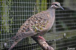 Vogelpark Ruinen