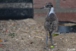 Vogelpark Ruinen