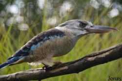 Vogelpark Ruinen