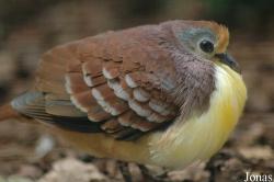 Gallicolumba rufigula