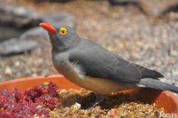 Buphagidae