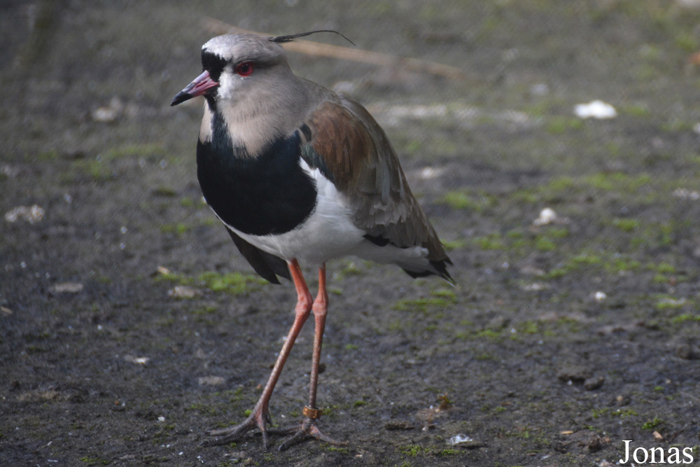 Vogelpark Ruinen