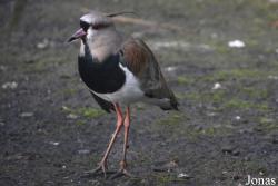 Vogelpark Ruinen