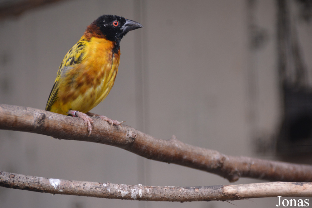 Vogelpark Ruinen
