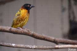Vogelpark Ruinen