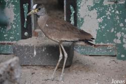 Vogelpark Ruinen