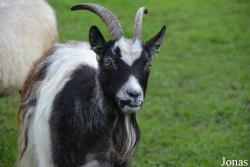 Vogelpark Ruinen