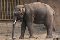 Wildlands Adventure Zoo Emmen