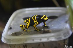 Aquarien- und Terrarienverein Hottonia