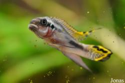 Aquarien- und Terrarienverein Hottonia