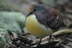 Vogelpark Walsrode
