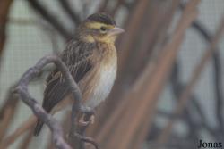 Vogelpark Groß-Rohrheim