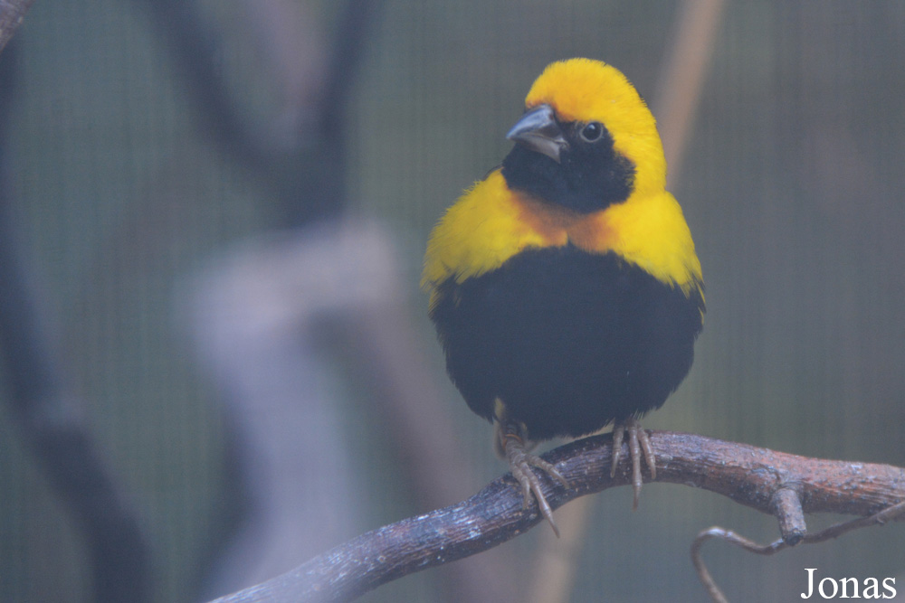 Vogelpark Groß-Rohrheim