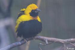 Vogelpark Groß-Rohrheim
