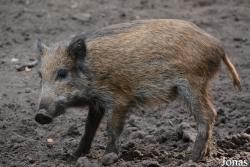 Wildgehege Jägersburg