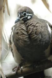 Vogelpark Walsrode