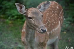 Wildgehege Jägersburg