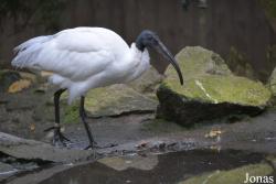 Vogelpark Birkengarten