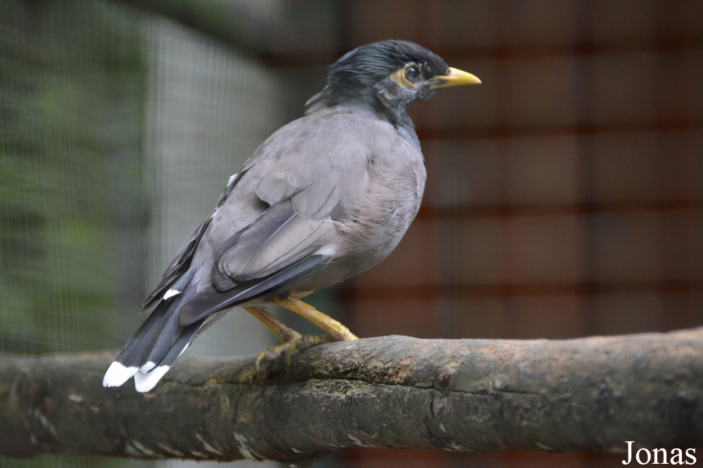 Vogelpark Birkengarten