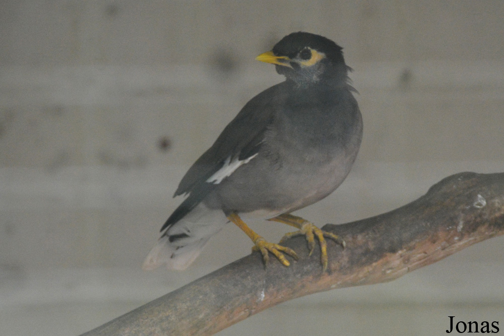 Vogelpark Birkengarten