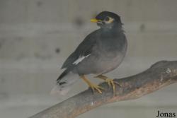 Vogelpark Birkengarten