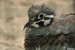 Geophaps scripta