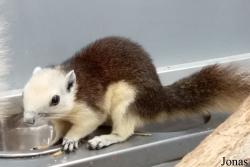 Marchand d'animaux