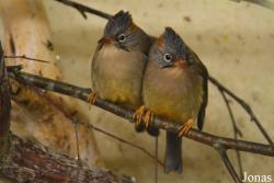 Yuhina occipitalis