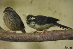 Carpodacus thura